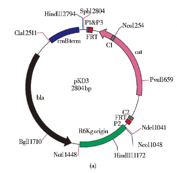 pKD3