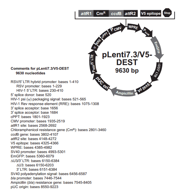 pLenti7.3/V5-DEST