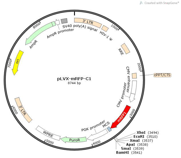 pLVX-mRFP-C1