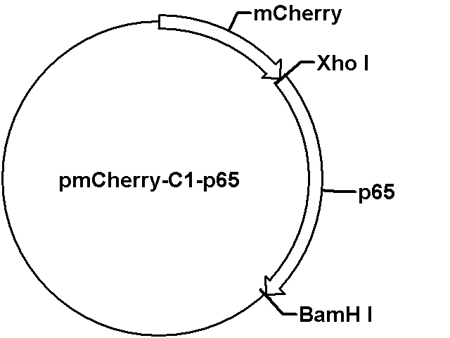 pmCherry-C1-p65 Plasmid