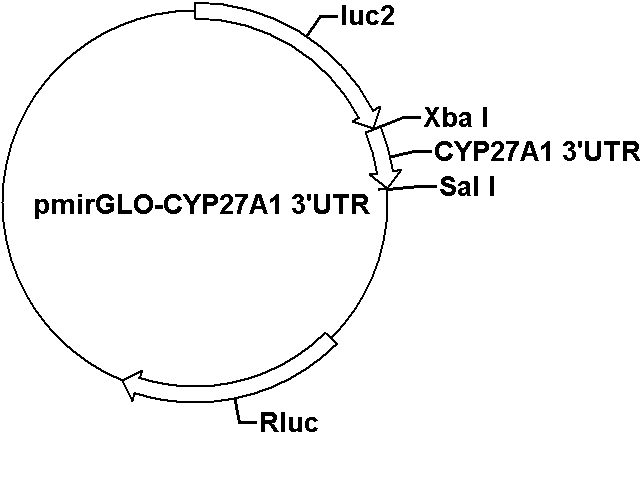 pmirGLO-CYP27A1 3\'UTR Plasmid