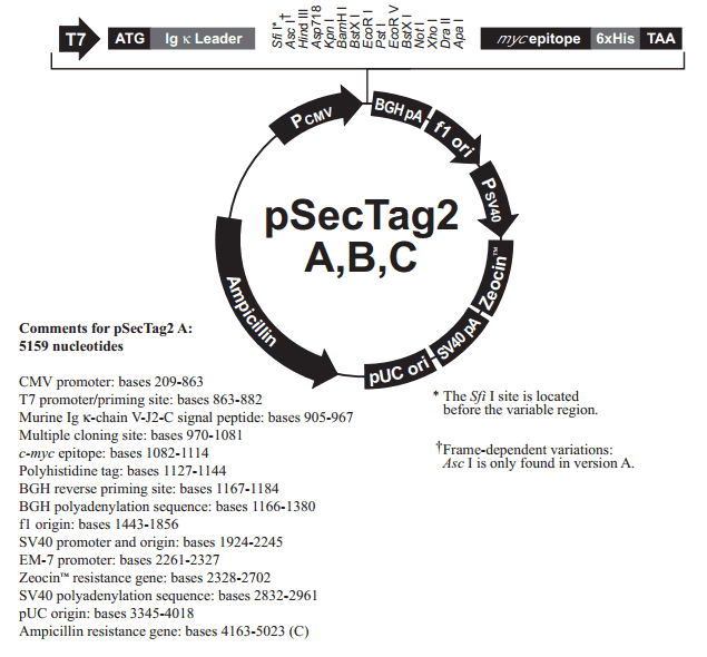 pSecTag2 A
