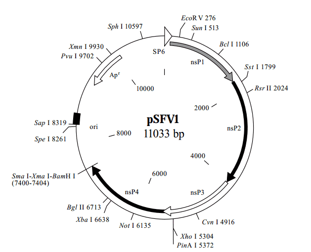 pSFV1