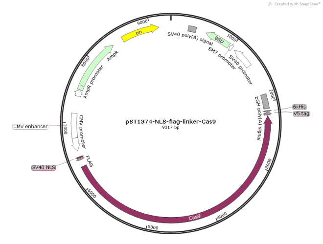 pST1374-NLS-flag-linker-Cas9