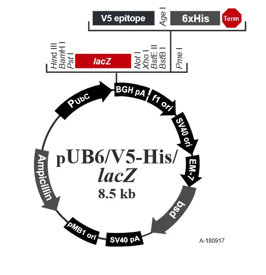 pUB6/V5-His /LacZ