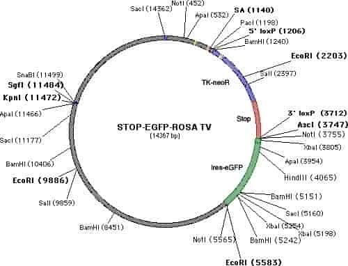 STOP-eGFP-ROSA26TV