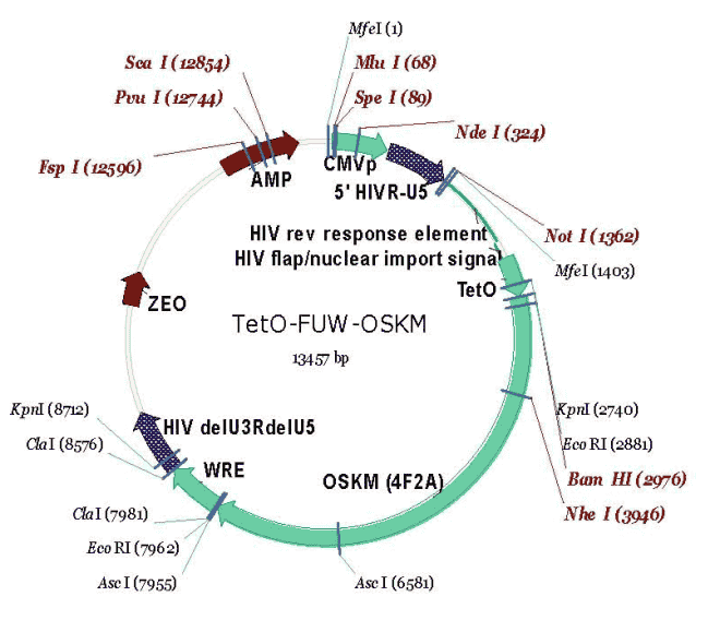 TetO-FUW-OSKM
